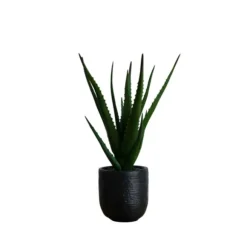 Kirkland's Home Arrangements & Greenery-Agave Arrangement In Black Decorative Pot