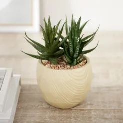 Kirkland's Home Arrangements & Greenery-Aloe Succulent Arrangement In Natural Pot