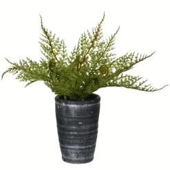 Kirkland's Home Arrangements & Greenery-Asparagus Fern In Tall Black Planter