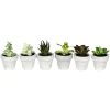 Kirkland's Home Arrangements & Greenery-Assorted Potted Succulent Arrangements, Set Of 6
