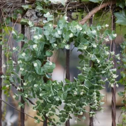 Kirkland's Home Wreaths-Australian Eucalpyptus Wreath