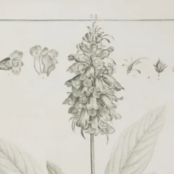 Kirkland's Home Framed Art-Black White Vintage Botanical Framed Art, Set Of 2