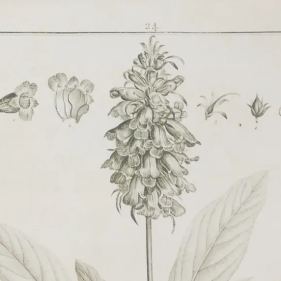 Kirkland's Home Framed Art-Black White Vintage Botanical Framed Art, Set Of 2