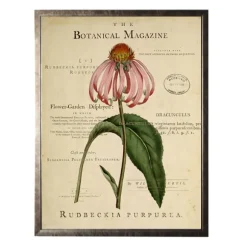 Kirkland's Home Framed Art-Coneflower Botanical Magazine Framed Art Print