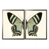 Kirkland's Home Framed Art-Diptych Butterfly Framed Art Print, Set Of 2