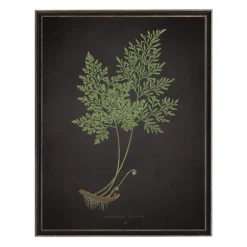 Kirkland's Home Framed Art-Fern Bookplate Vii Framed Art Print