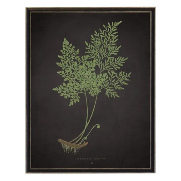 Kirkland's Home Framed Art-Fern Bookplate Vii Framed Art Print