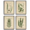 Kirkland's Home Framed Art-Fern Illustrations Framed Art Prints, Set Of 4