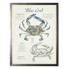 Kirkland's Home Framed Art-Nature Study Of A Blue Crab Framed Art Print