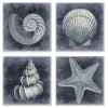 Kirkland's Home Framed Art-Nautical Seashells 4-Pc. Canvas Art Print Set